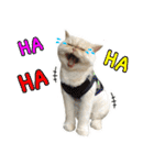 Latte Cat (EN)（個別スタンプ：17）