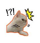 Latte Cat (EN)（個別スタンプ：19）