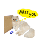 Latte Cat (EN)（個別スタンプ：22）