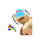 Latte Cat (EN)（個別スタンプ：23）