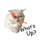 Latte Cat (EN)（個別スタンプ：28）