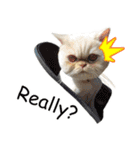 Latte Cat (EN)（個別スタンプ：32）