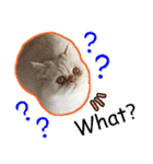 Latte Cat (EN)（個別スタンプ：34）