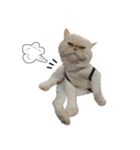 Latte Cat (EN)（個別スタンプ：40）