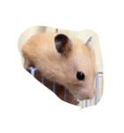 キンクマ（個別スタンプ：2）