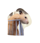 キンクマ（個別スタンプ：8）