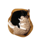 かぼすだち（個別スタンプ：8）