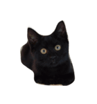 リラックスしている猫達（個別スタンプ：1）