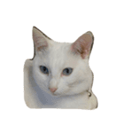 リラックスしている猫達（個別スタンプ：2）