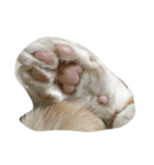 リラックスしている猫達（個別スタンプ：3）