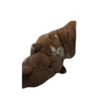 リラックスしている猫達（個別スタンプ：5）
