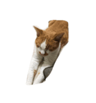 リラックスしている猫達（個別スタンプ：6）