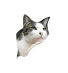 リラックスしている猫達（個別スタンプ：8）