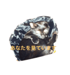 我が家の黒猫、しずく（個別スタンプ：1）