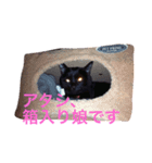 我が家の黒猫、しずく（個別スタンプ：2）