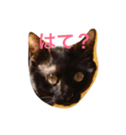 我が家の黒猫、しずく（個別スタンプ：4）