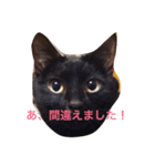 我が家の黒猫、しずく（個別スタンプ：6）