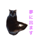我が家の黒猫、しずく（個別スタンプ：8）