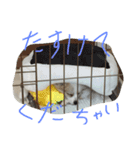 ポメラニアンのチャイ2（個別スタンプ：11）