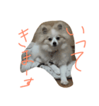ポメラニアンのチャイ2（個別スタンプ：13）