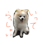 ポメラニアンのチャイ2（個別スタンプ：14）