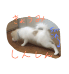 ポメラニアンのチャイ2（個別スタンプ：23）