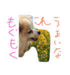 ポメラニアンのチャイ2（個別スタンプ：27）