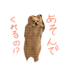 ポメラニアンのチャイ2（個別スタンプ：30）