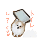 ポメラニアンのチャイ2（個別スタンプ：40）