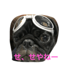 パグのクロヱさんスタンプ（個別スタンプ：5）