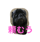 パグのクロヱさんスタンプ（個別スタンプ：12）