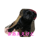 パグのクロヱさんスタンプ（個別スタンプ：14）