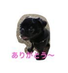 パグのクロヱさんスタンプ（個別スタンプ：17）