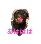 パグのクロヱさんスタンプ（個別スタンプ：19）
