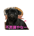 パグのクロヱさんスタンプ（個別スタンプ：20）