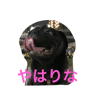 パグのクロヱさんスタンプ（個別スタンプ：24）