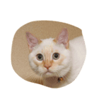 torishin maru（個別スタンプ：4）