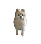 愛犬レオと友達（個別スタンプ：2）