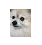 愛犬レオと友達（個別スタンプ：4）