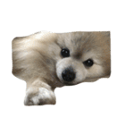 愛犬レオと友達（個別スタンプ：9）
