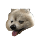 愛犬レオと友達（個別スタンプ：12）