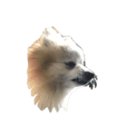 愛犬レオと友達（個別スタンプ：15）
