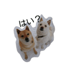 ぴりこる（個別スタンプ：3）