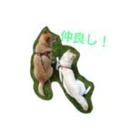 ぴりこる（個別スタンプ：6）