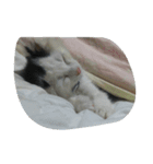 ほのぼのにゃん（個別スタンプ：9）