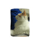 三毛猫もっちー（個別スタンプ：1）