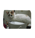 三毛猫もっちー（個別スタンプ：2）