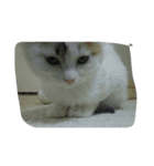 三毛猫もっちー（個別スタンプ：3）