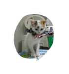三毛猫もっちー（個別スタンプ：4）