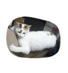 三毛猫もっちー（個別スタンプ：5）